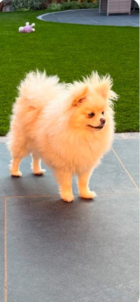 Pom girl 
