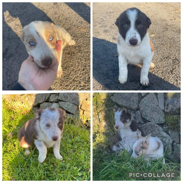 Collie Pups 