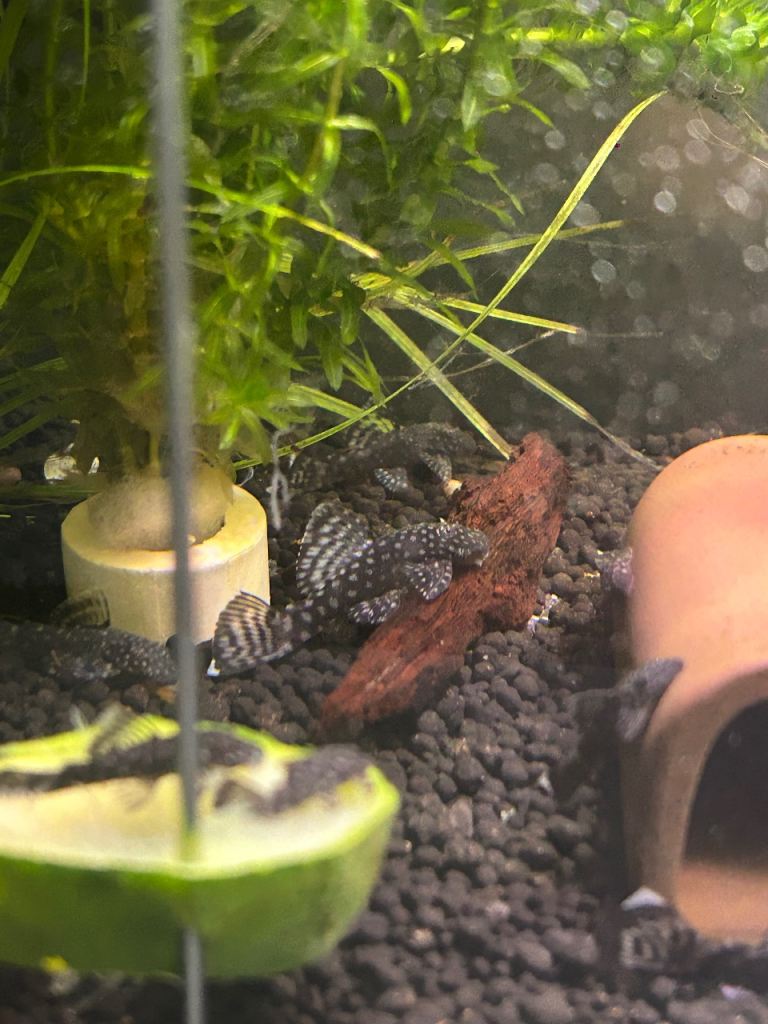 Brown bristlenose plecos for sale 