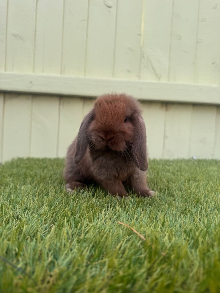 Mini lops 