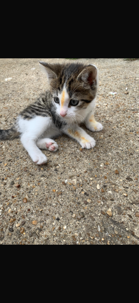 Kitten for sale