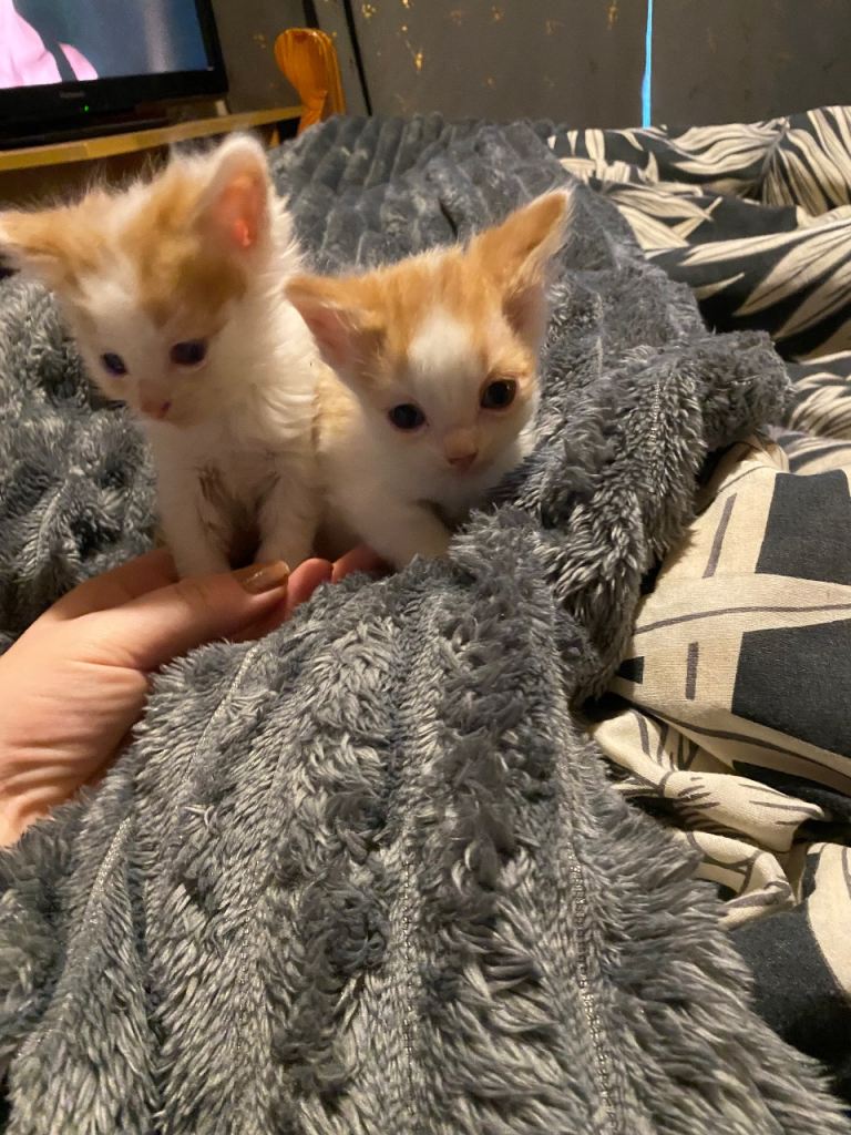 6 Beautiful kittens