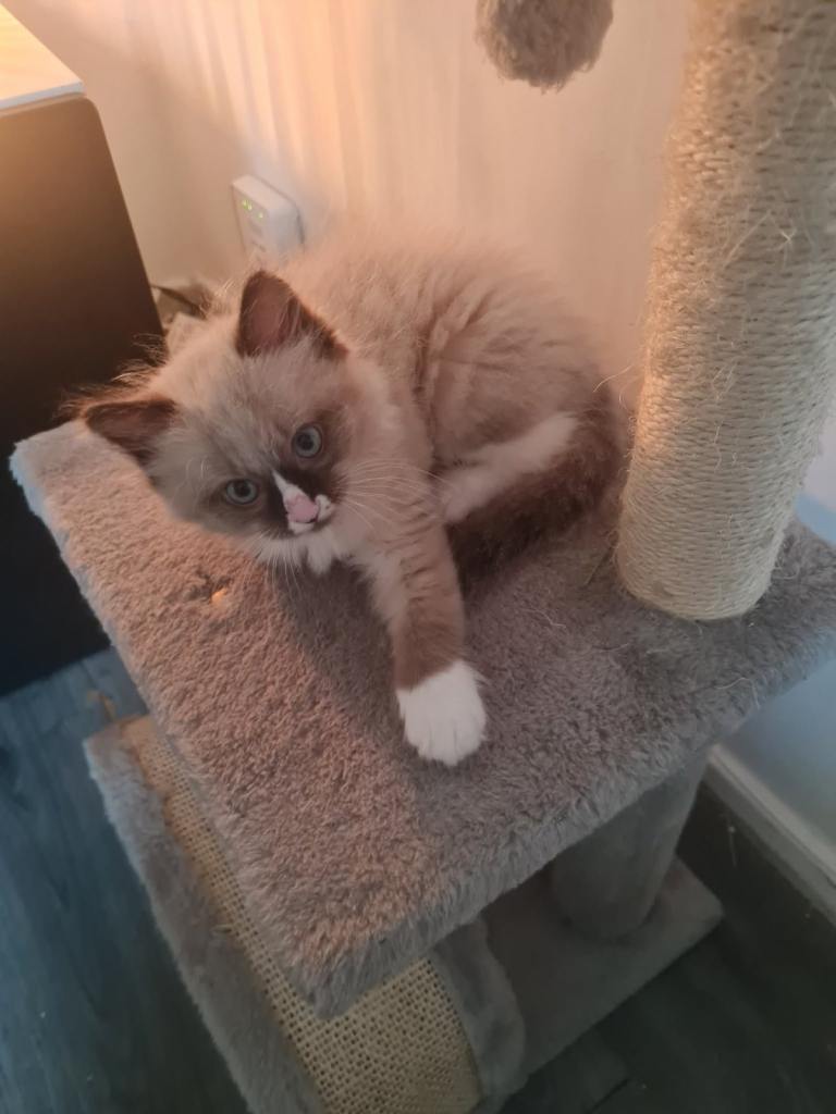 Male ragdoll kitten