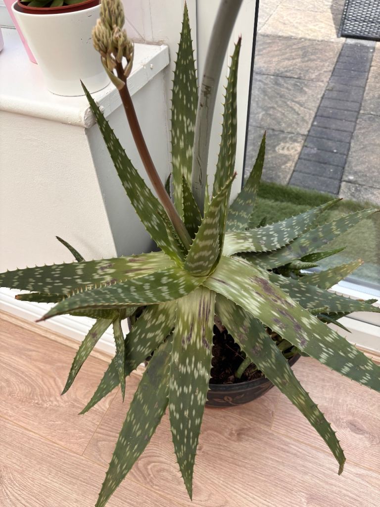Aloe Vera Plant with Developing Flowers