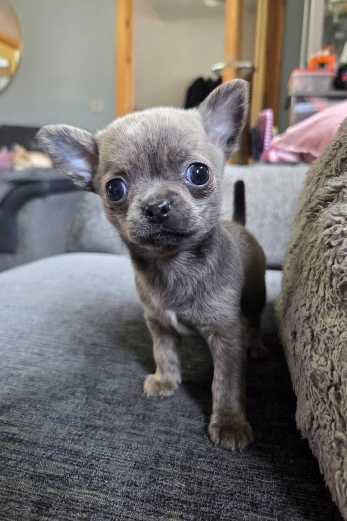Male Pedigree Chihuahua Puppy 