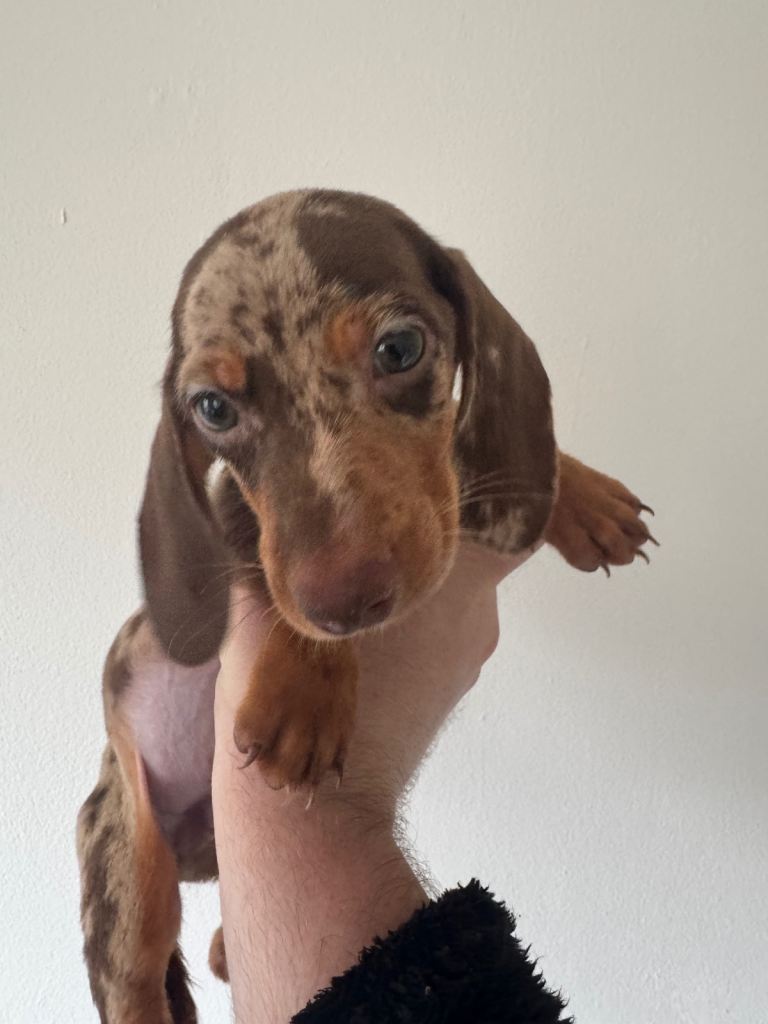 Dacshund Boy Puppys