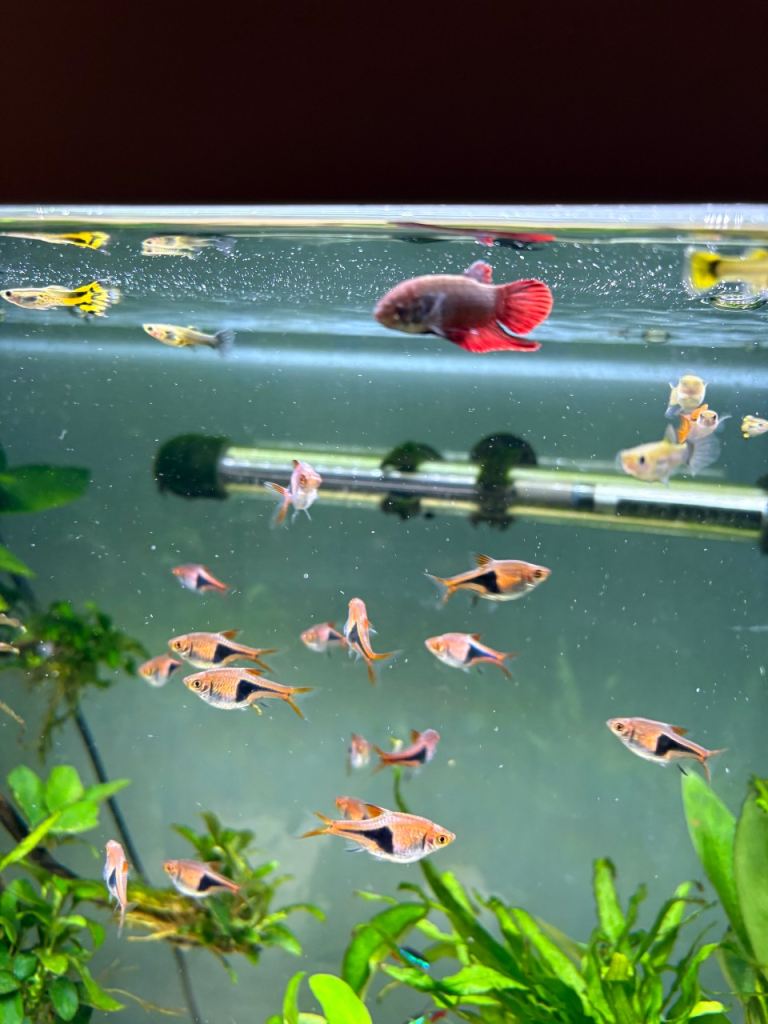 Large silver dollars and harlequin rasbora aquarium fish 