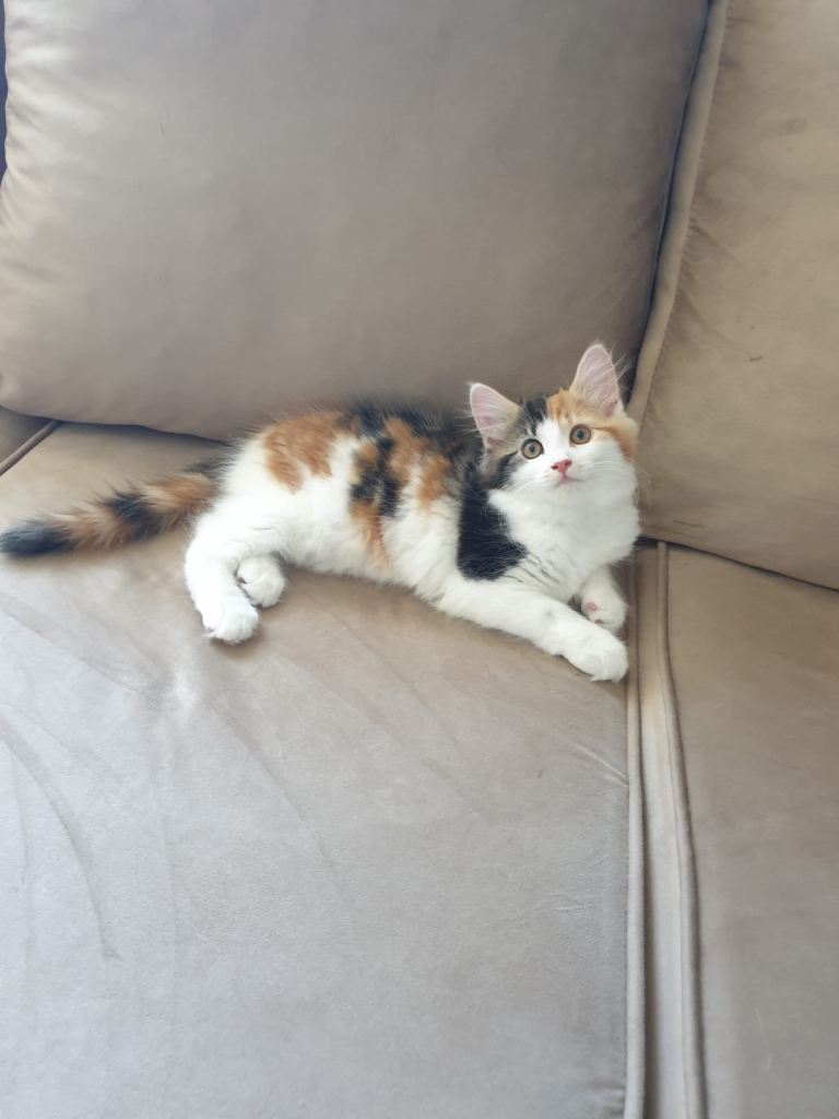 Fluffy Cute Kittens – Playful & Healthy – 