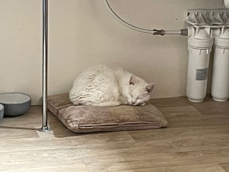 Mature female 9 yrs