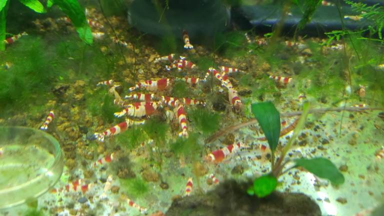 Crystal Red Shrimps