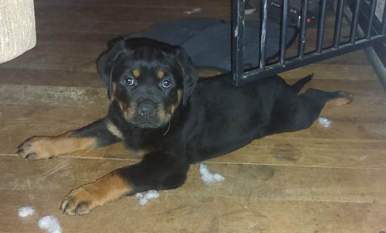 Female pup very chunky 