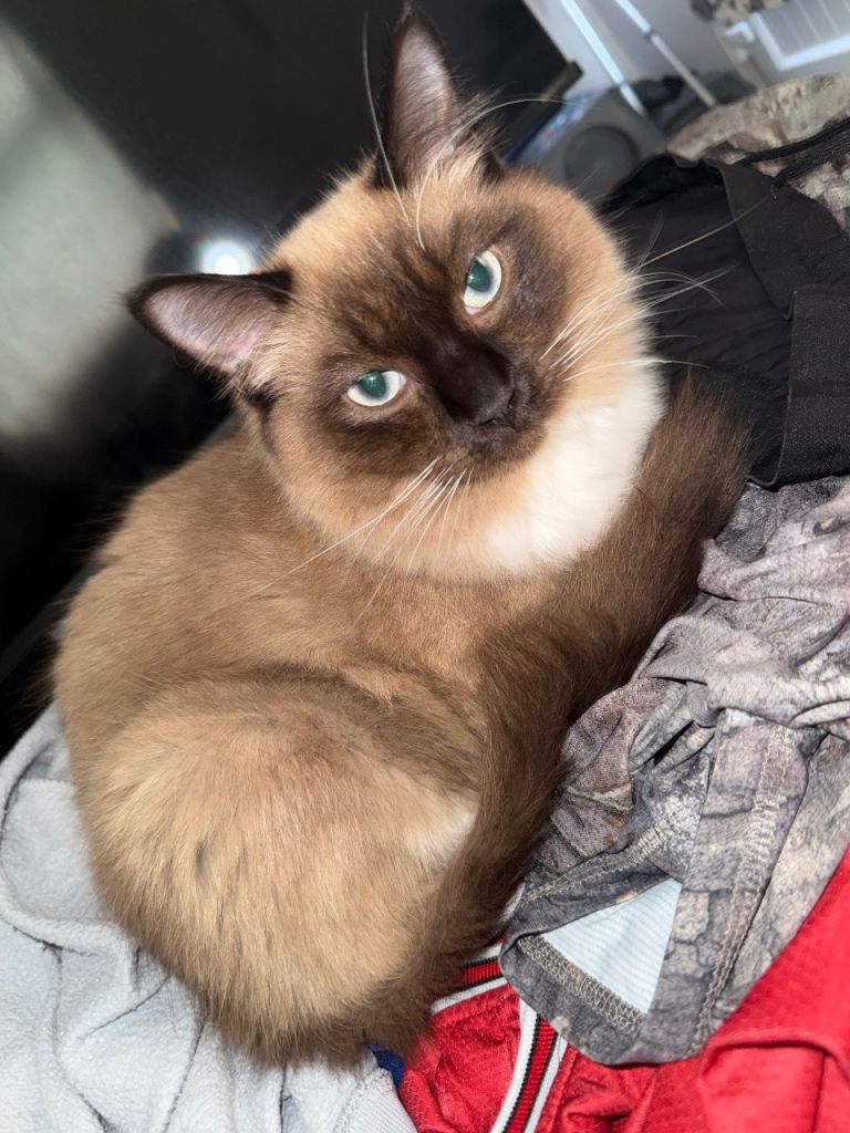 Ragdoll Kitten