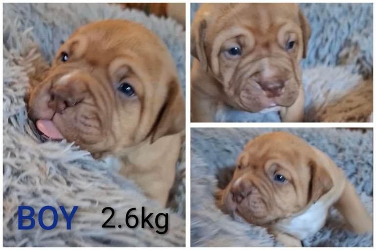 Muscle mastiff hybrid puppies
