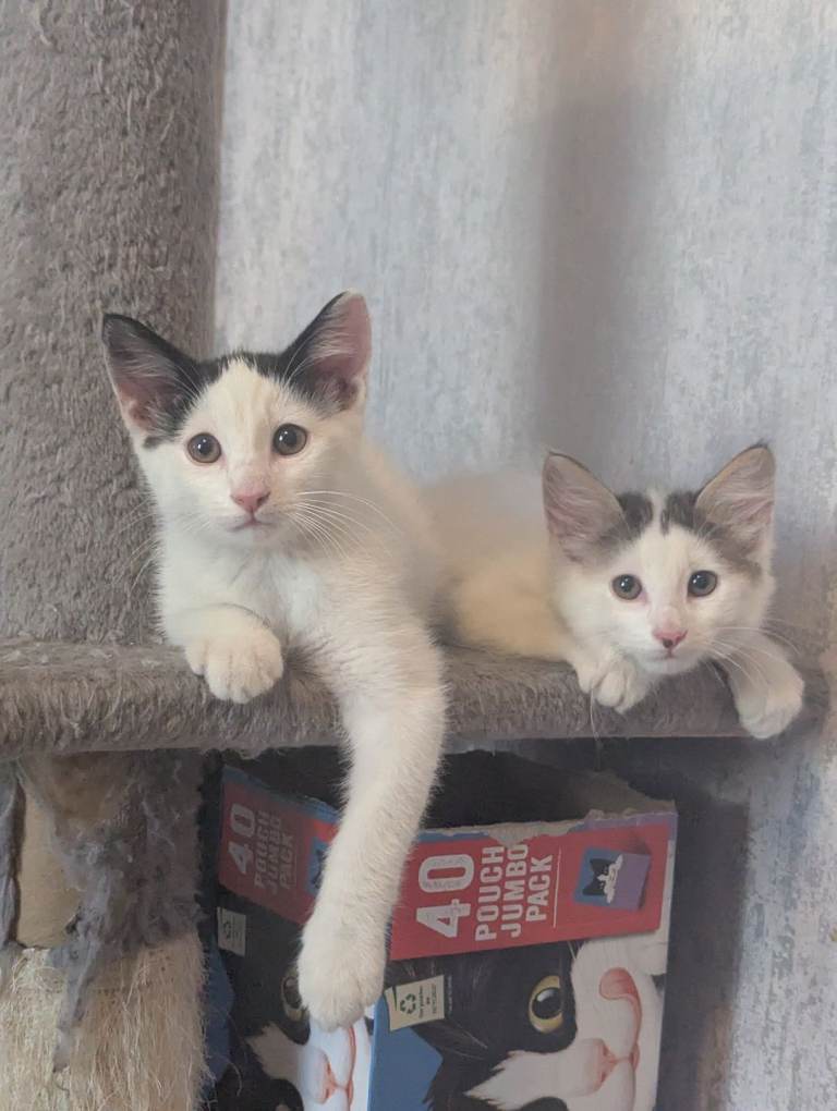 Gorgeous White & Mixed Boys Half Turkish Angora