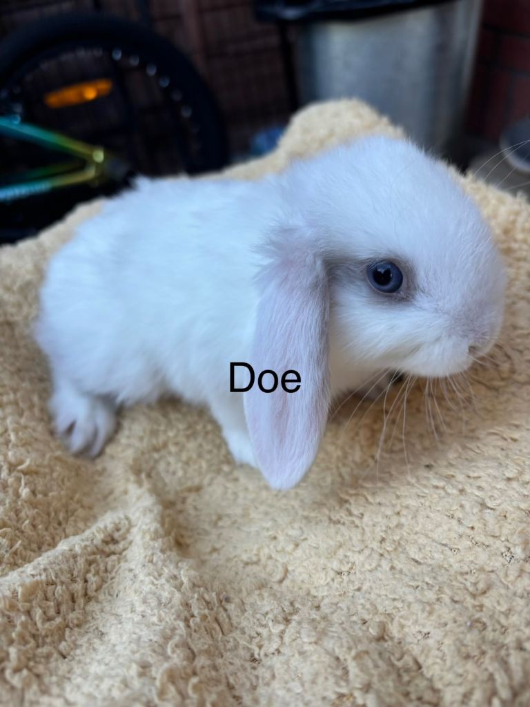 Mini lop babies 