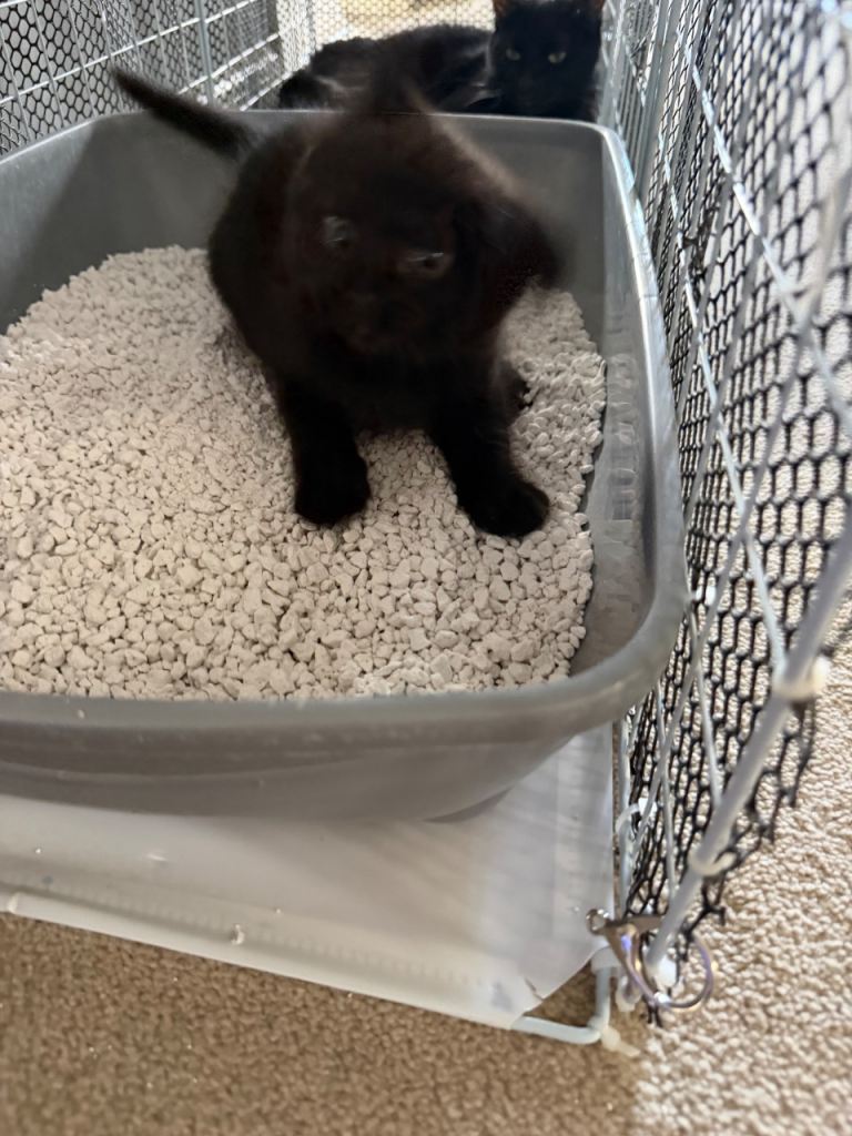  Kittens!!! 1 black boy left!!!