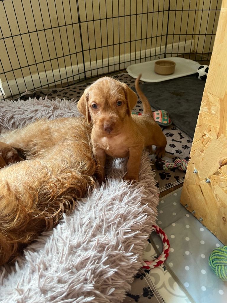 Hungarian Wirehaired Vizsla puppies