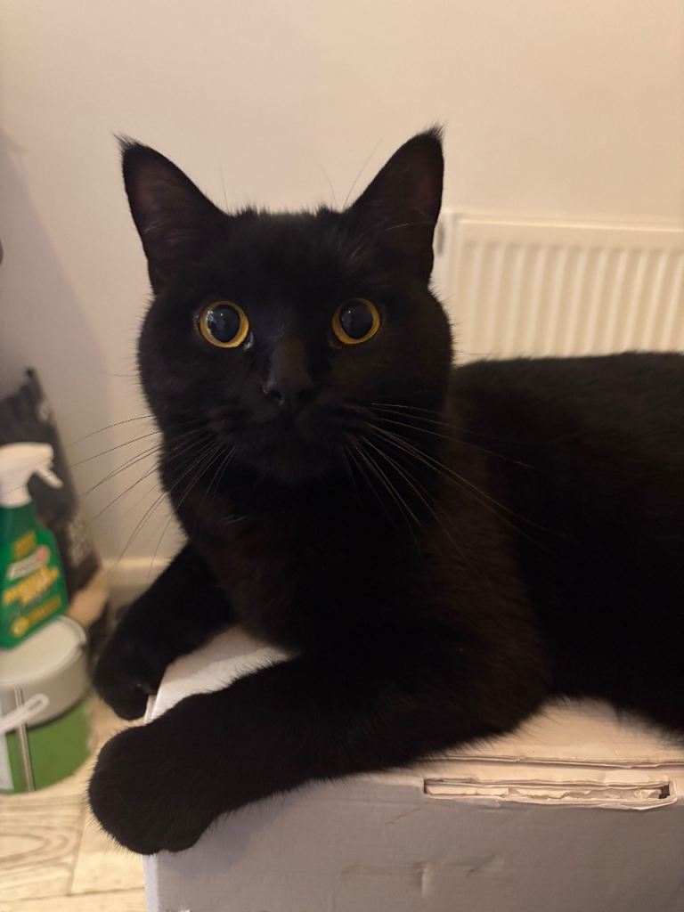 Cat in need of a loving home 