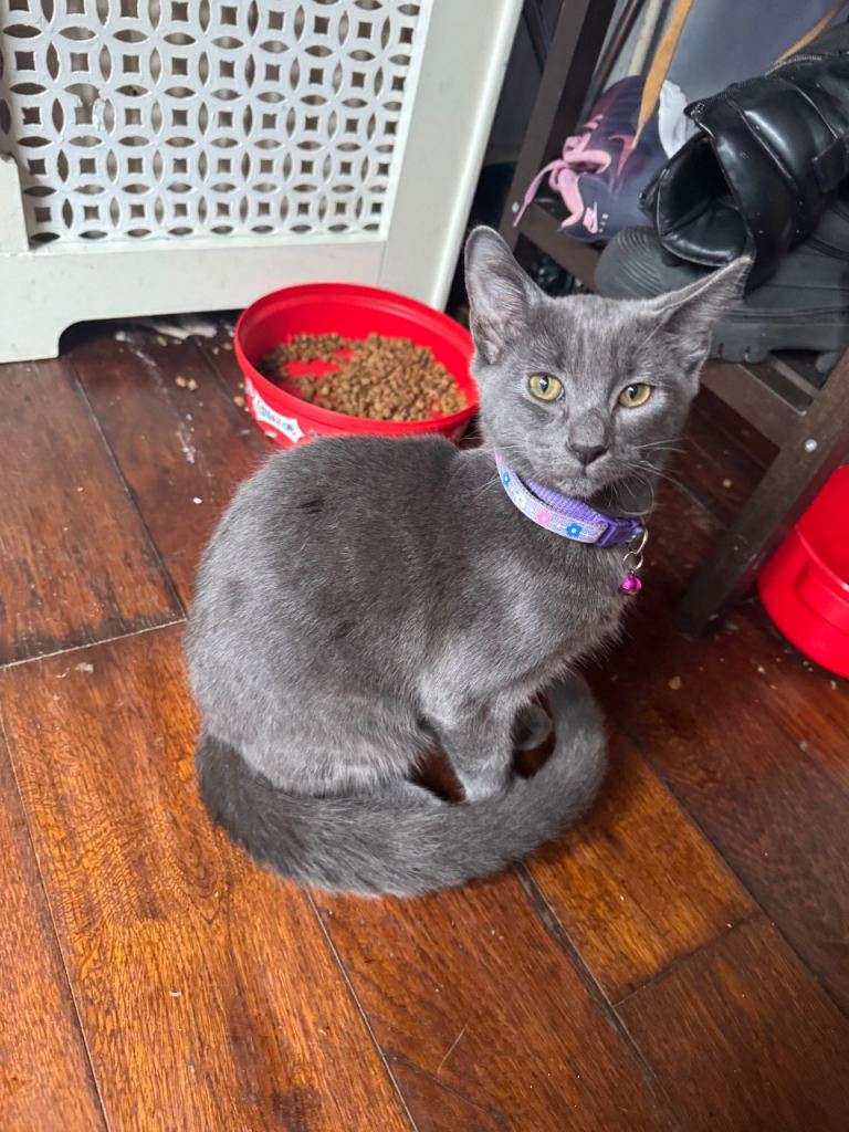 Russian blue mum and her boy