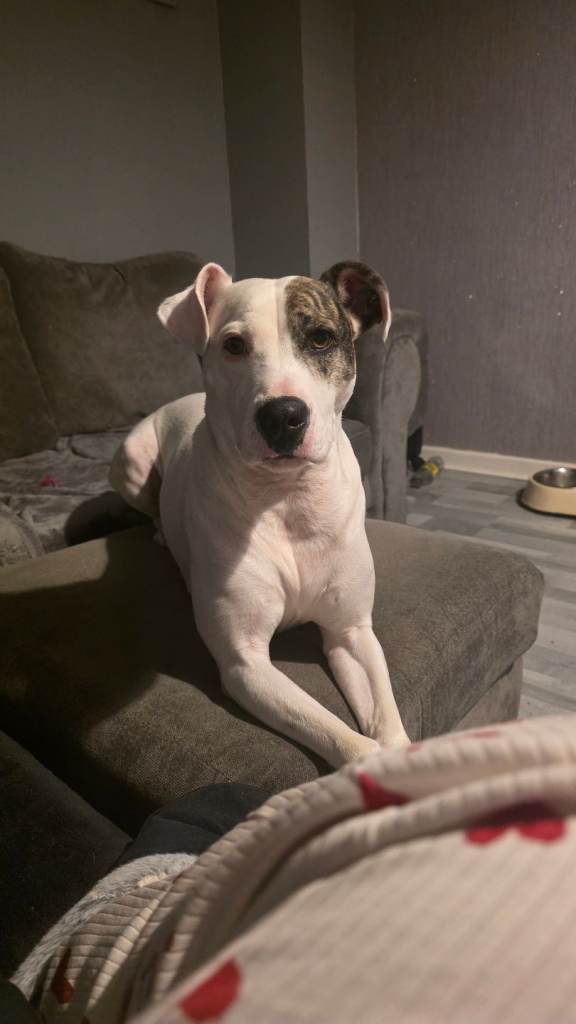 Staffy x 
