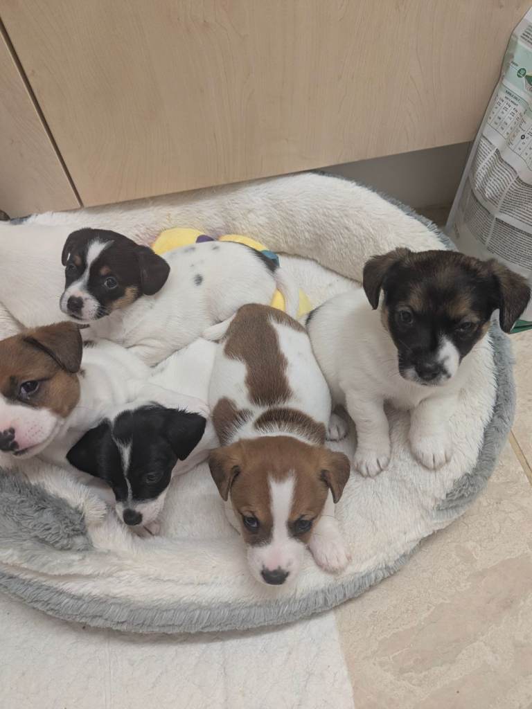 Jack Russell puppies 