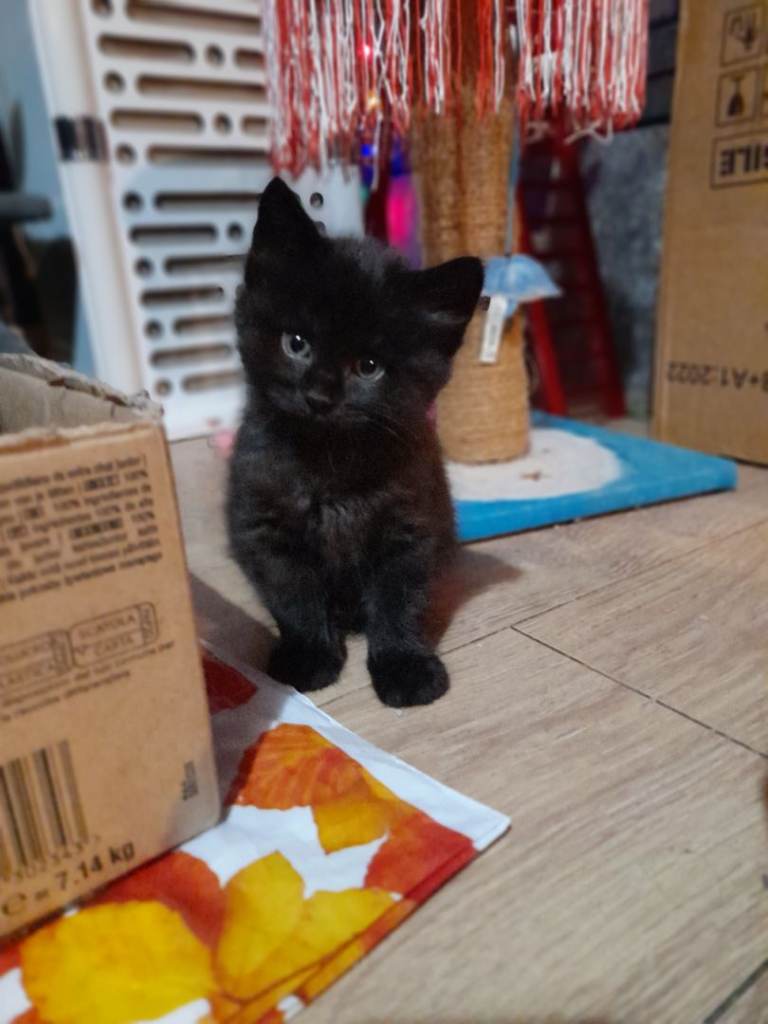 4 black kittens looking for their forever homes 