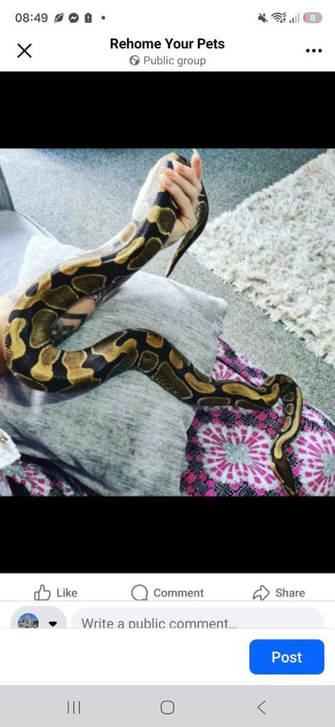  Ball python 