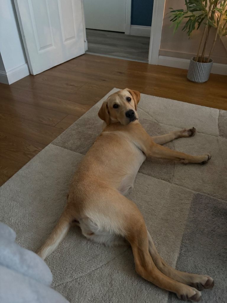 Labrador for sale (female)