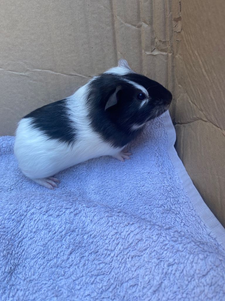 Baby & young male & female Guinea pigs 
