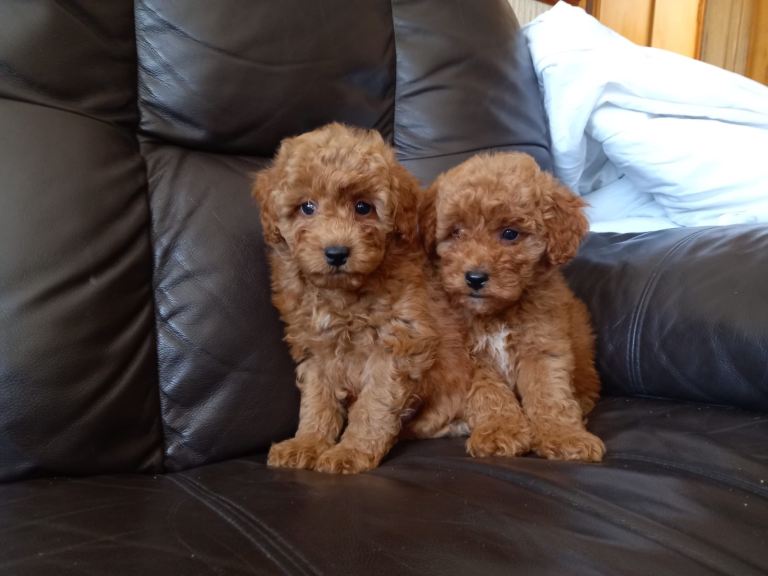 Cavapoo puppies
