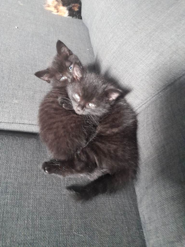 Kittens £50
