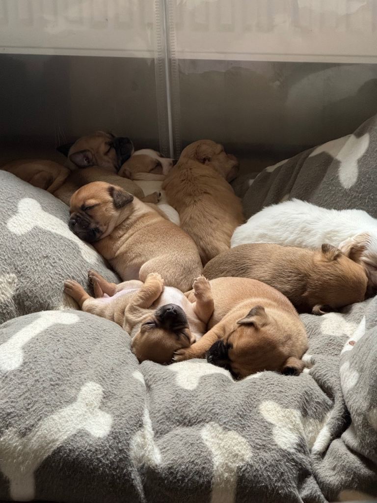 Chug puppies 