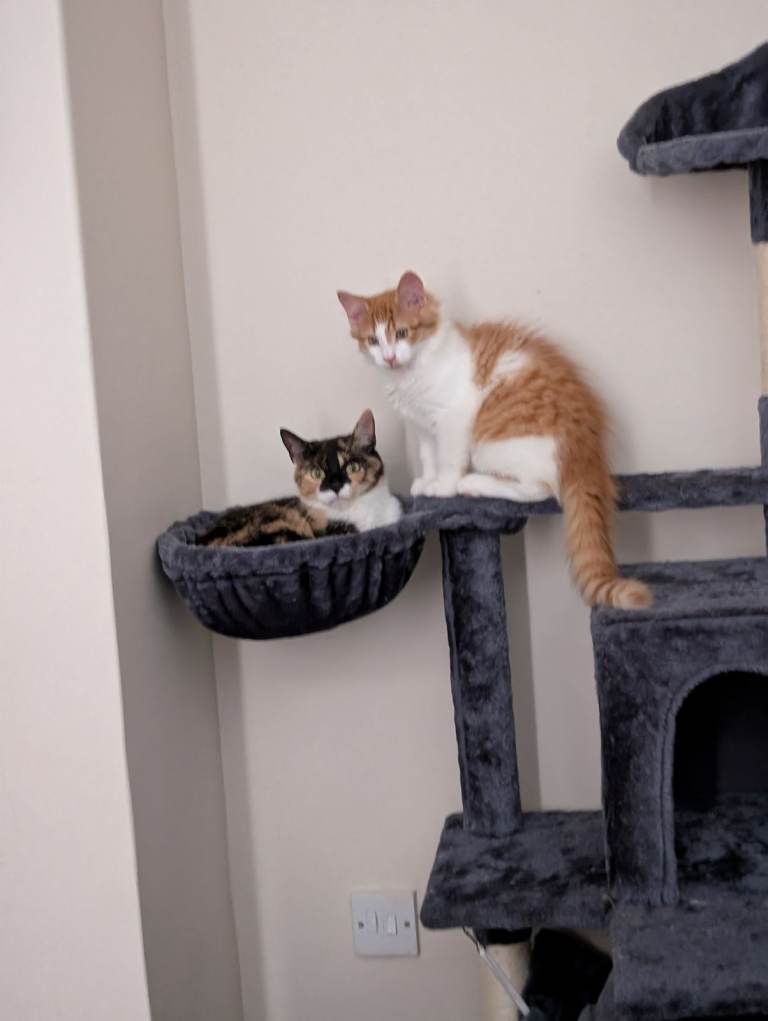 Our beautiful cats, Mogs and Kion, ready to go.