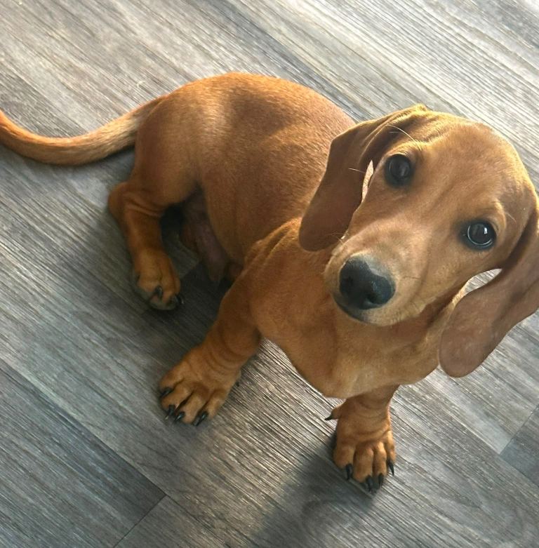 Miniature dachshund 