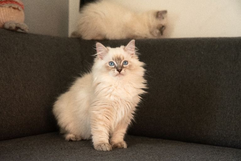 Beautiful GCCF Registered Ragdoll Kittens