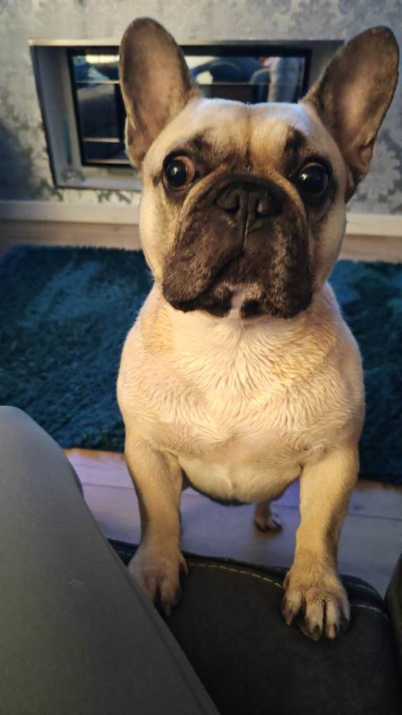 Female french bulldog