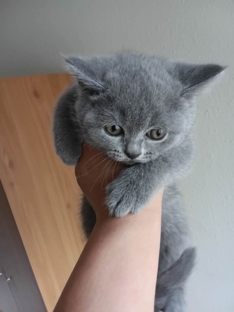British shorthair kittens 