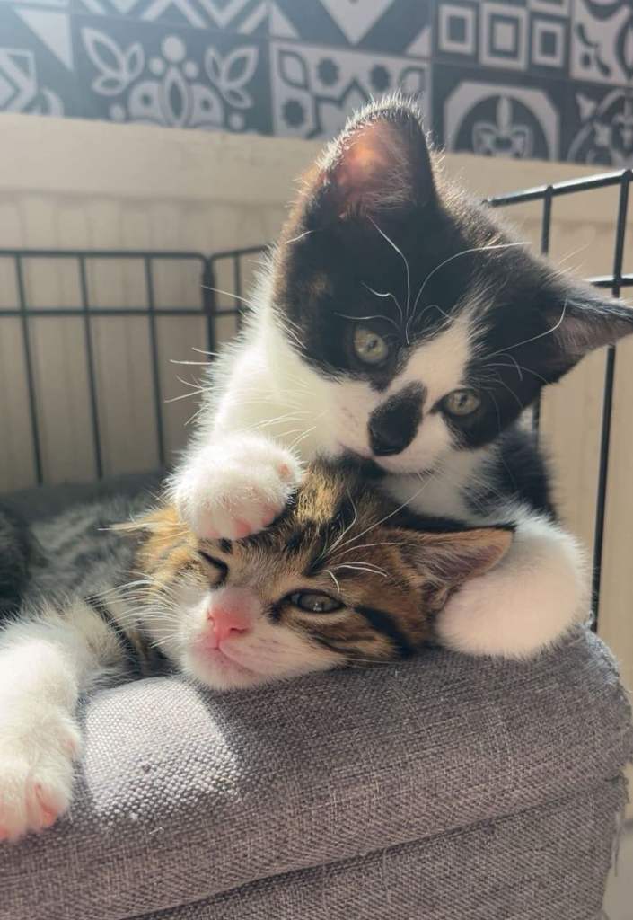 1 adorable tuxedo kitten, ready now