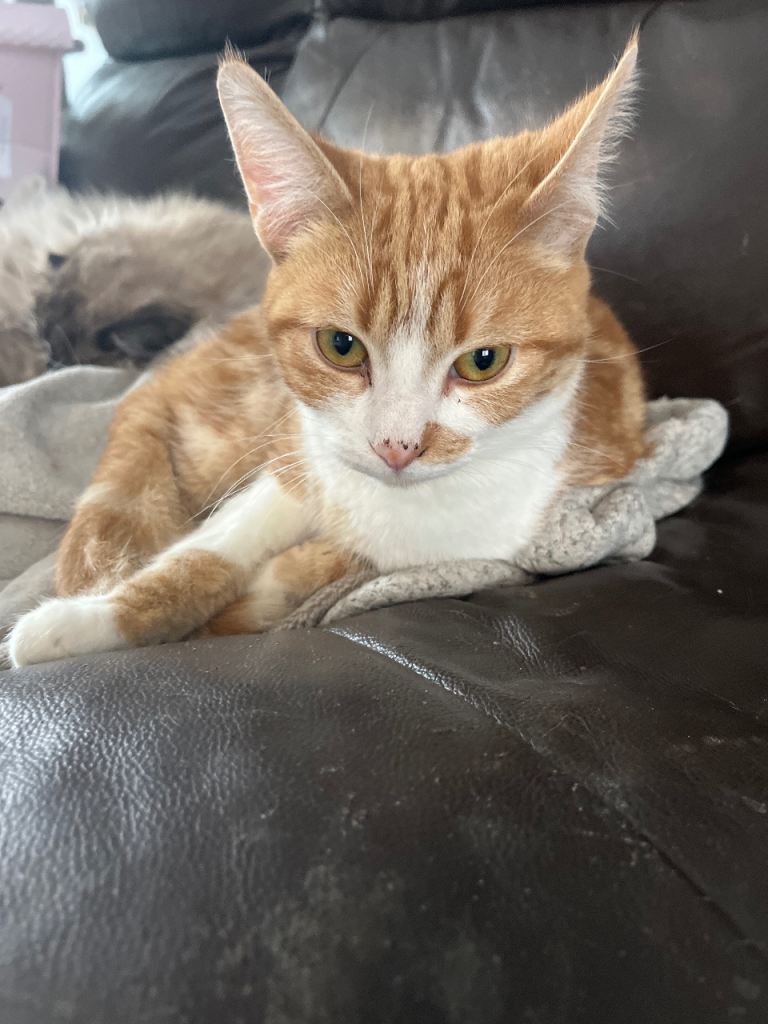 Ginger & white male 