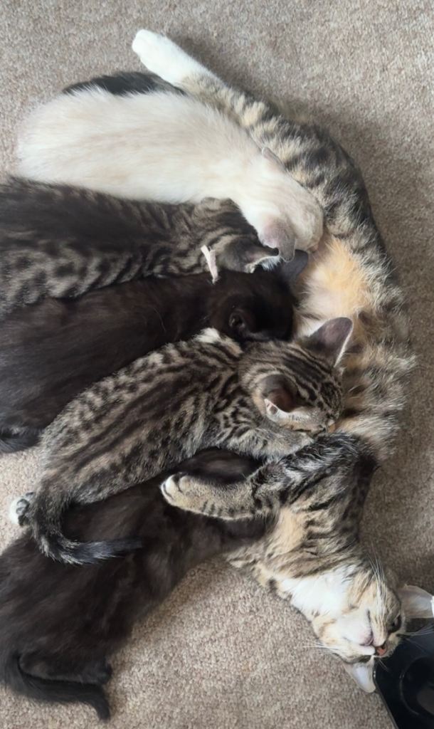 Cute Bengal kittens