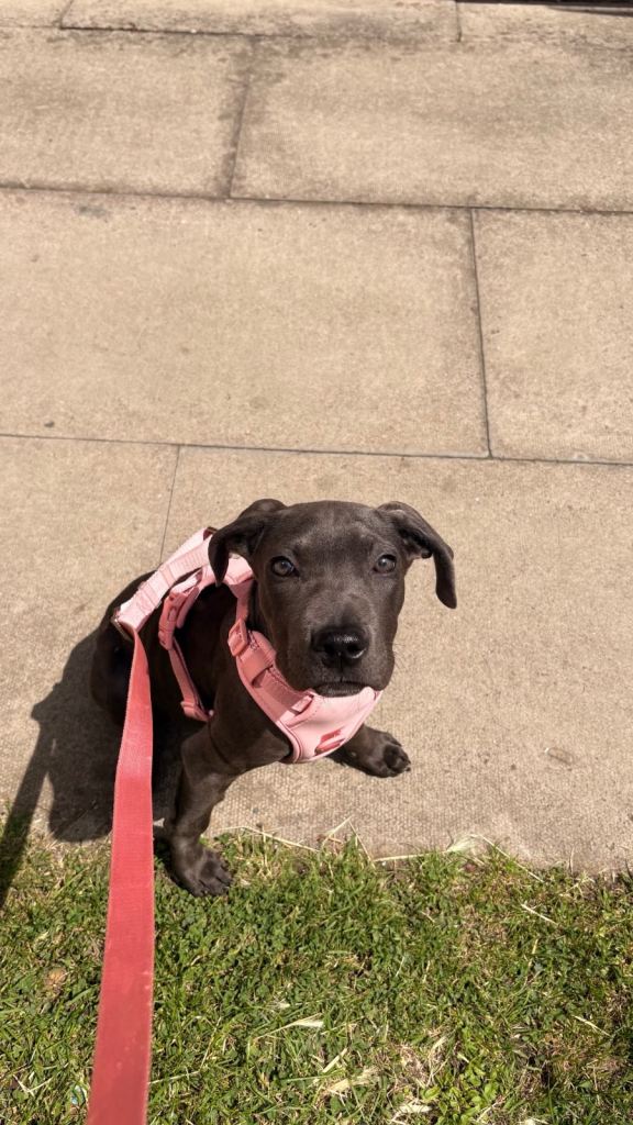 Cane Corso Mix Female Puppy