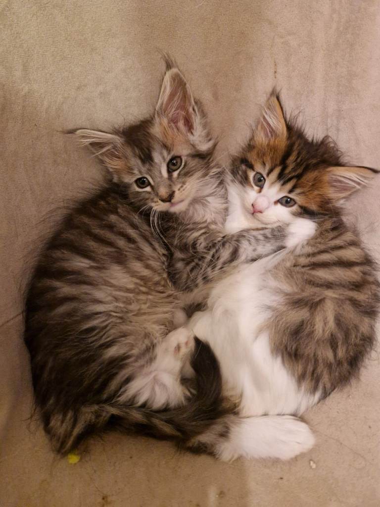 Sweet Mix Maine coon kittens