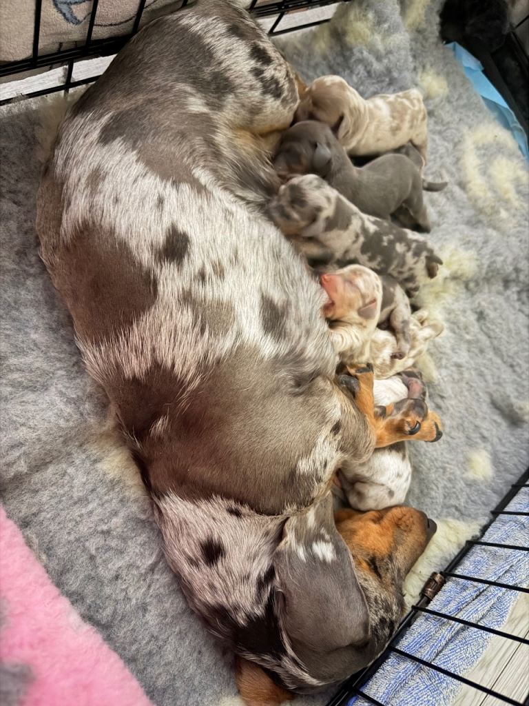 Miniature dachshund puppies 