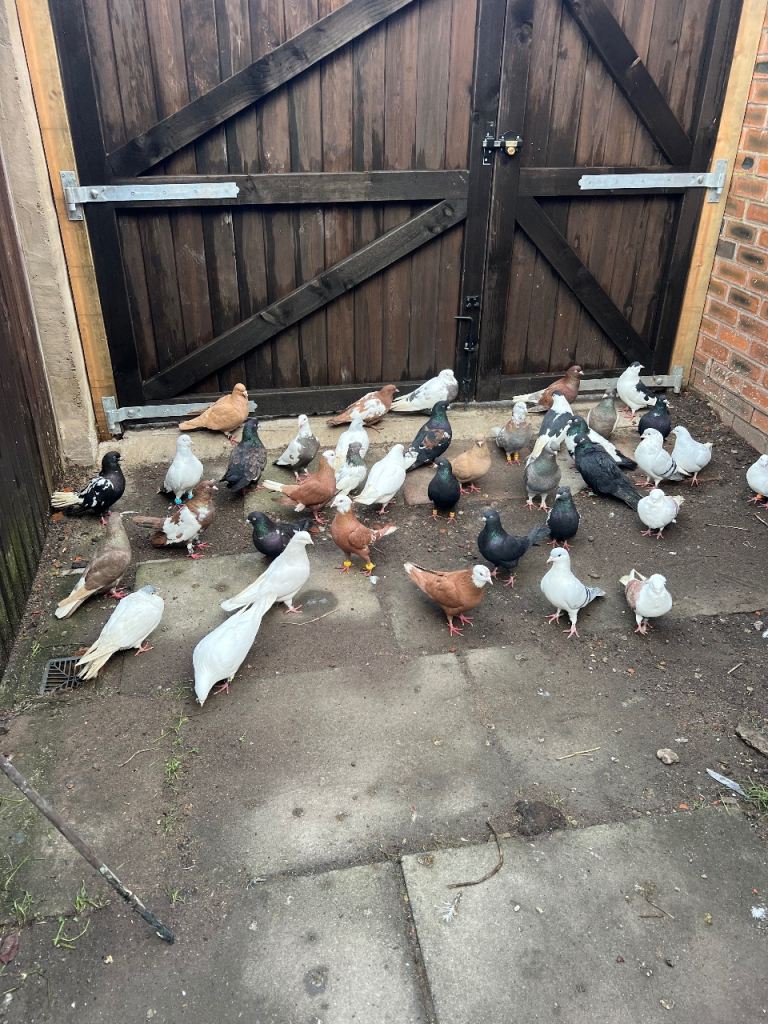 Pigeons mix genders (Iranian &afghan & German)