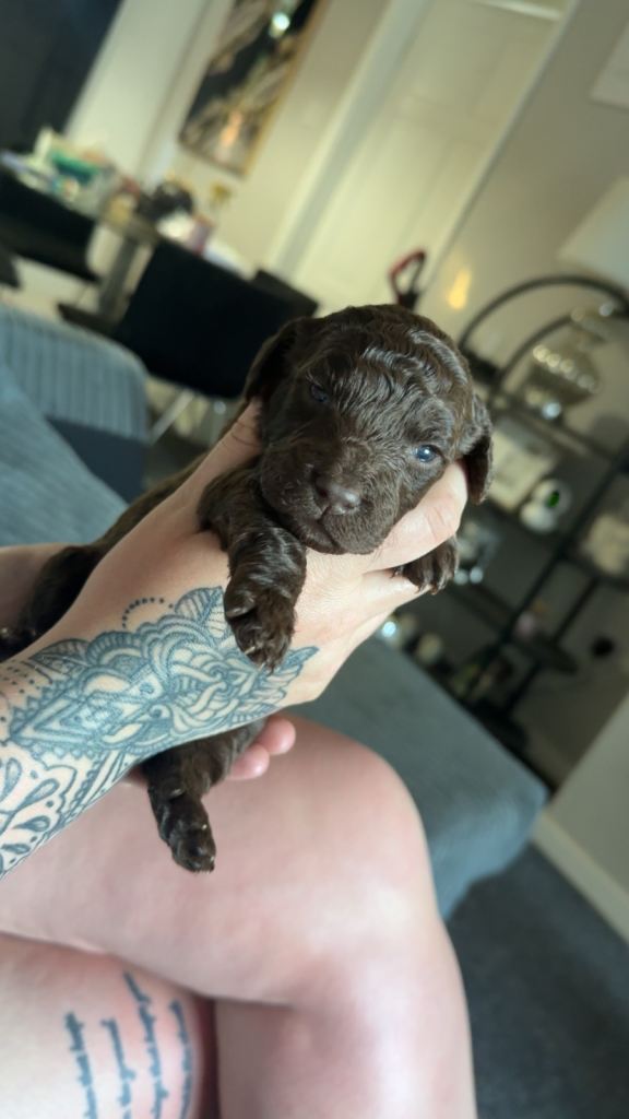 ONE GIRL LEFT £850 Stunning F2 Cockapoo Puppies – Rich Chocolate & Deep Apricot