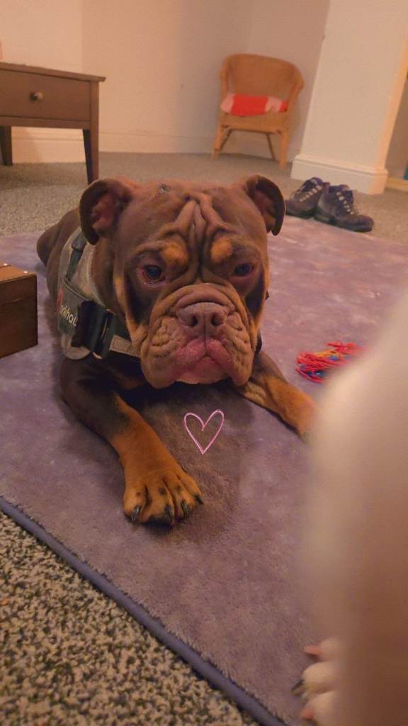 English bull dog for sale
