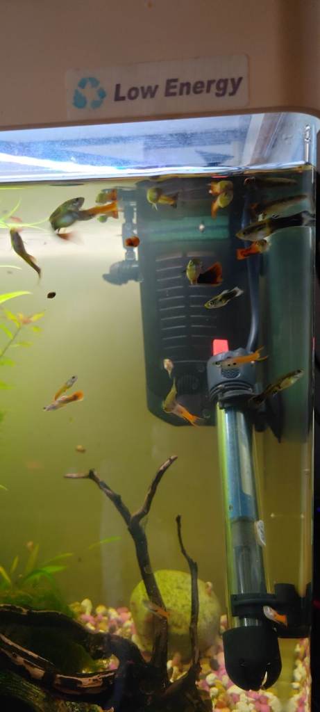 Assorted guppys 