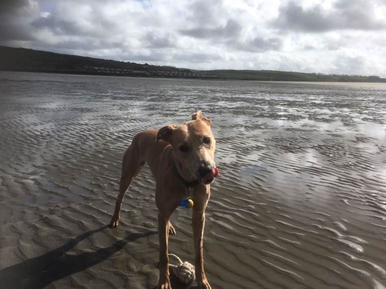 Beautiful Hilarious 4-Year-Old Female Lurcher Dog Looking for Her Forever Home