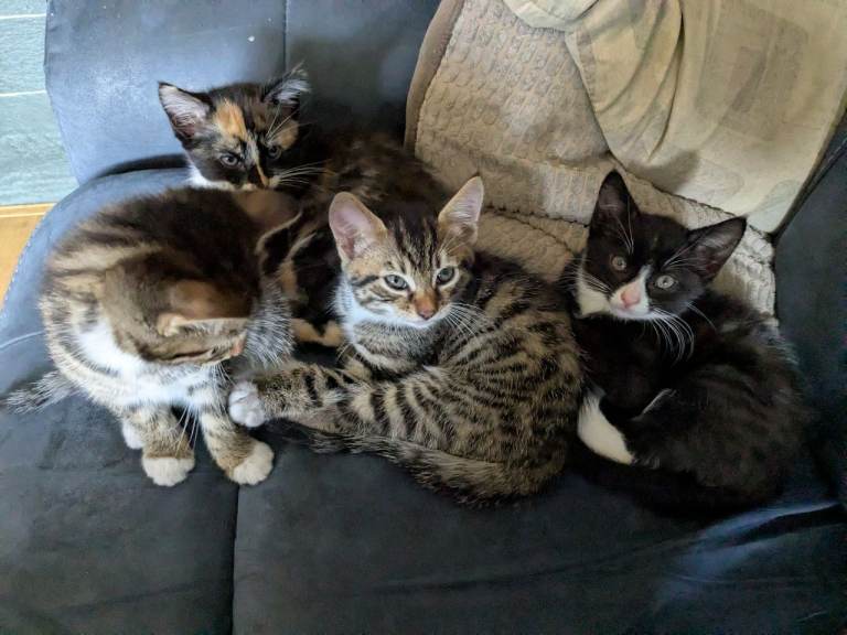 Kittens looking for new home