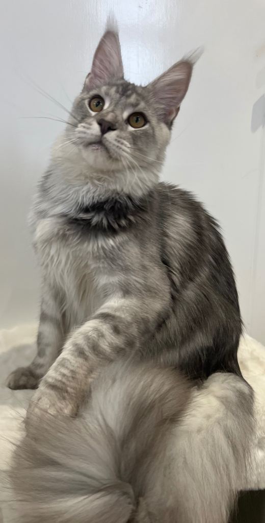 Cat Maine Coon kitten lovely xxl boy male 